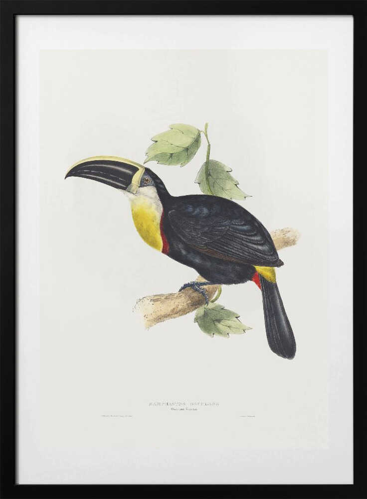 Osculant Toucan