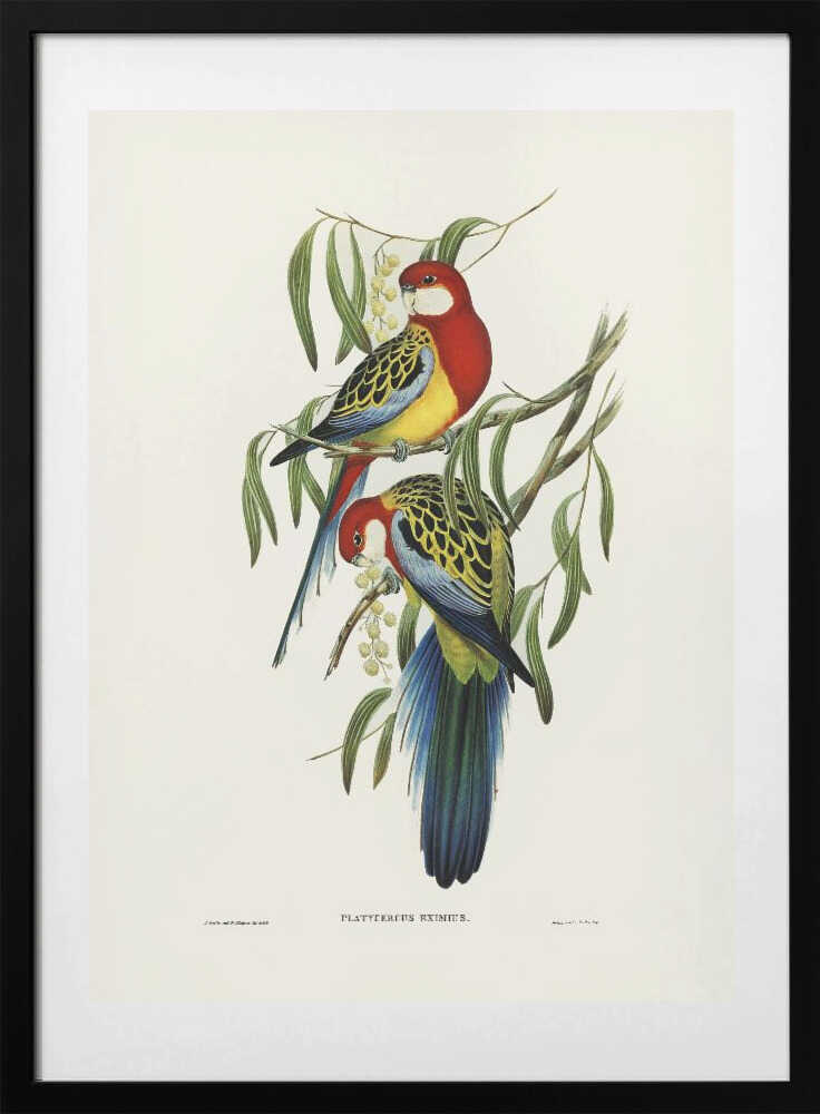Rose Hill Parakeet