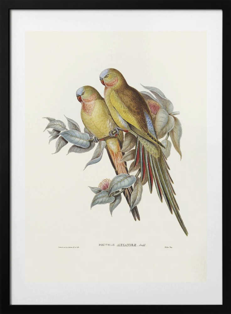The Princess of Wales's Parakeet3