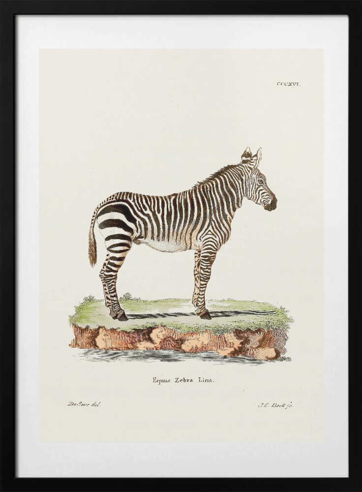 Zebra From Die Säugthiere (1778 1855) By Johann Christian Daniel Von Schreber.