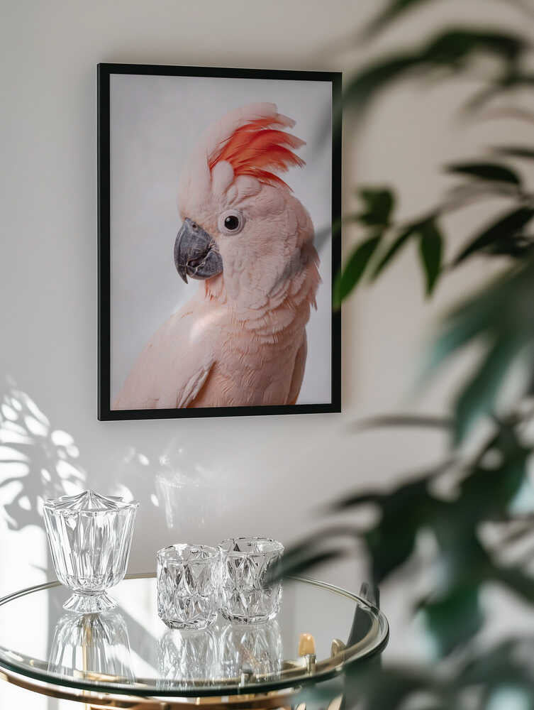 Majestic Salmon Cockatoo
