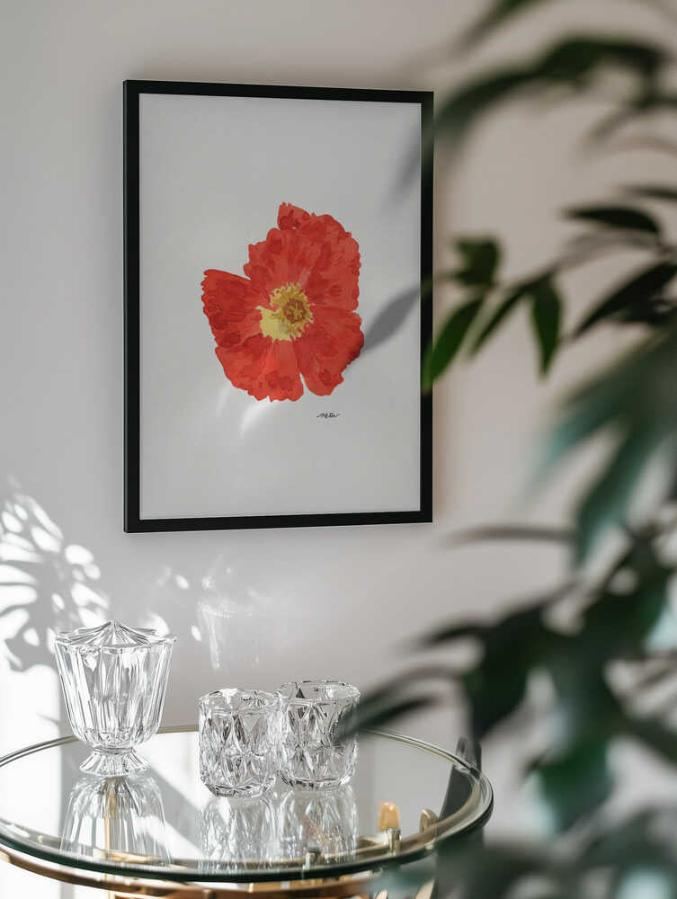 Single Red Poppy