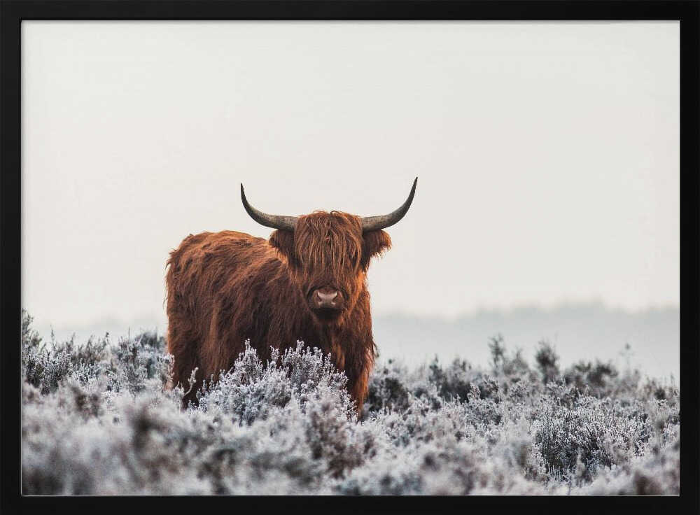 Highland cow i frostigt landskap