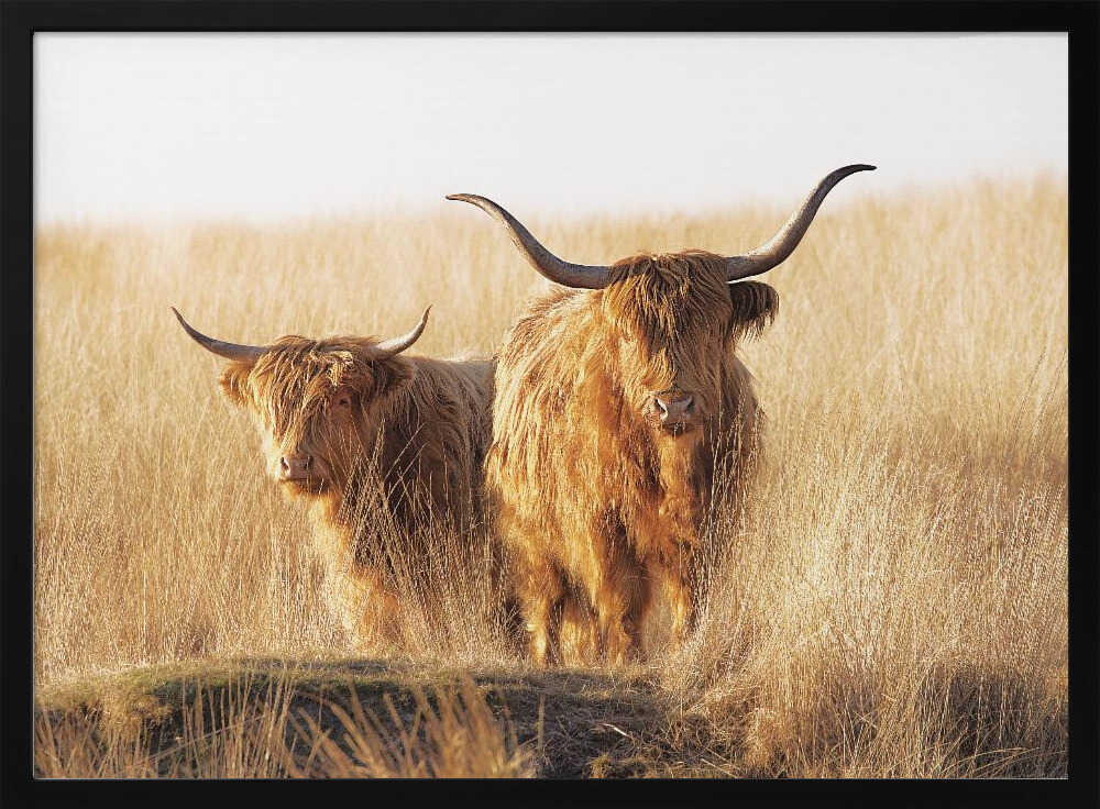 Young and old Highlander