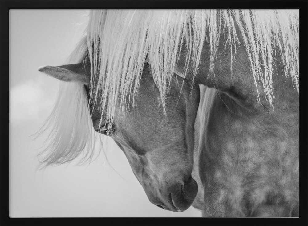 Haflinger Portrait II