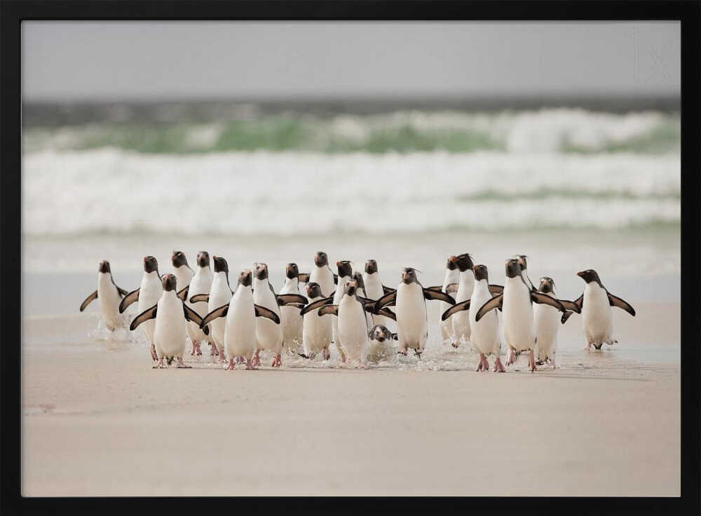 Pingviner på stranden