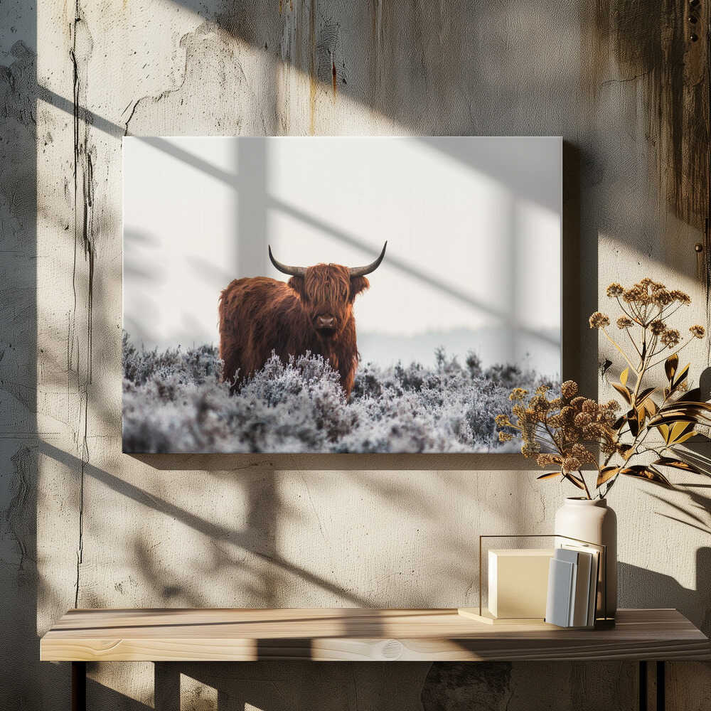 Highland cow i frostigt landskap