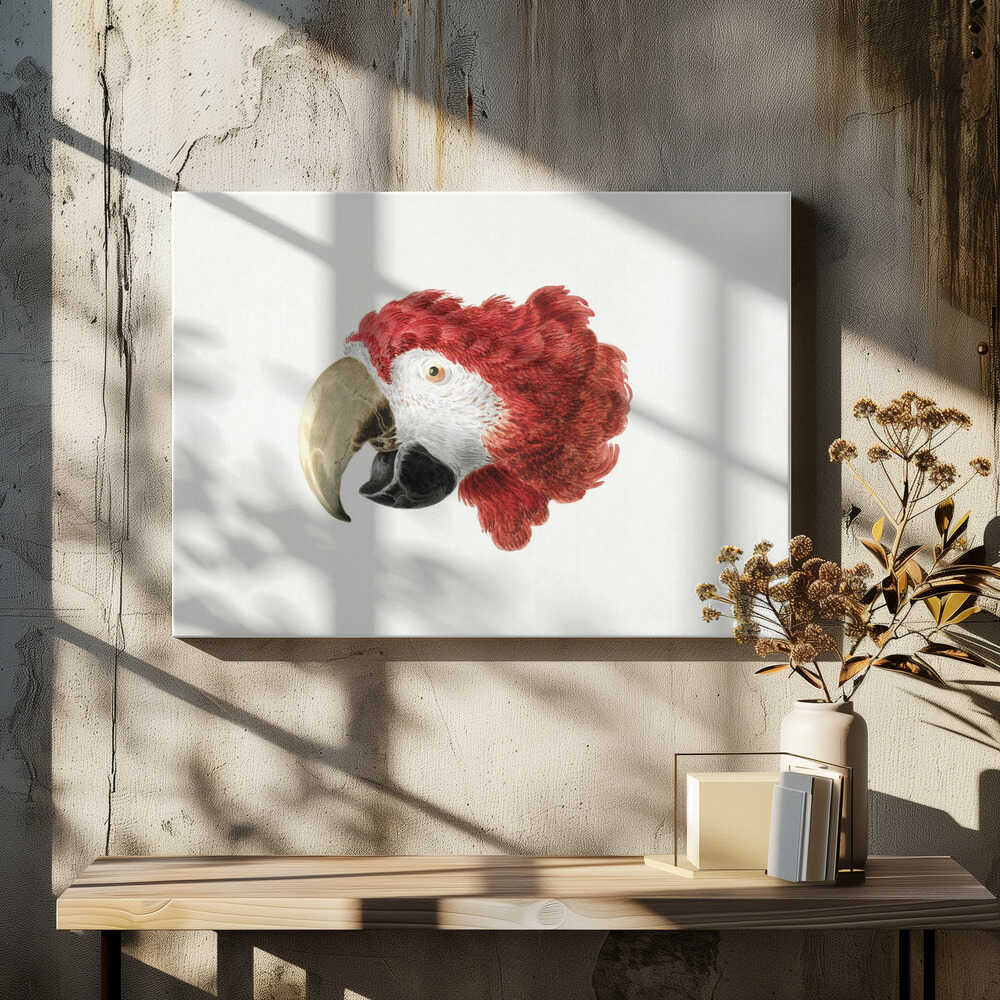 Macaw