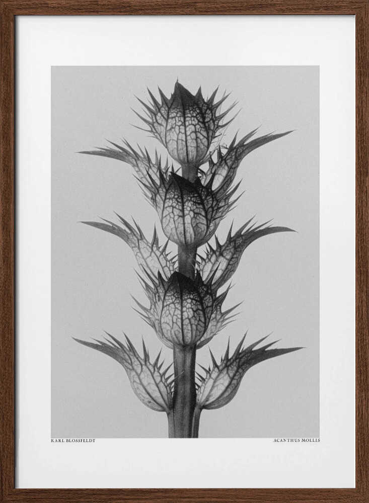 Acanthus mollis