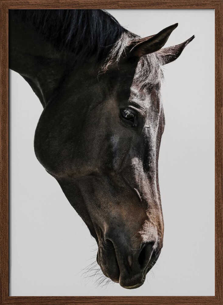 Gentle Equine Gaze