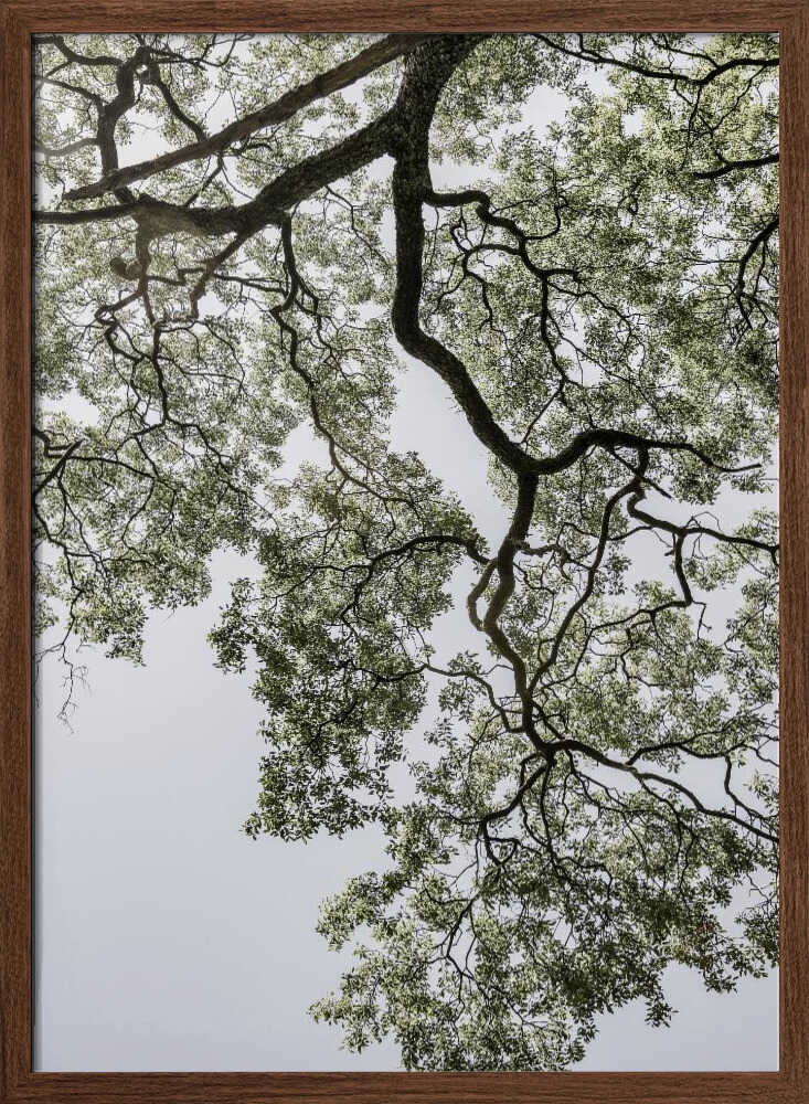 Ethereal Canopy