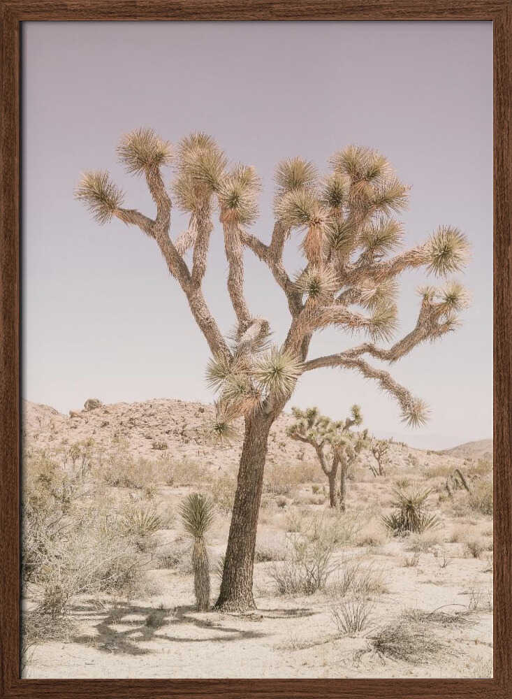 Desert Serenity