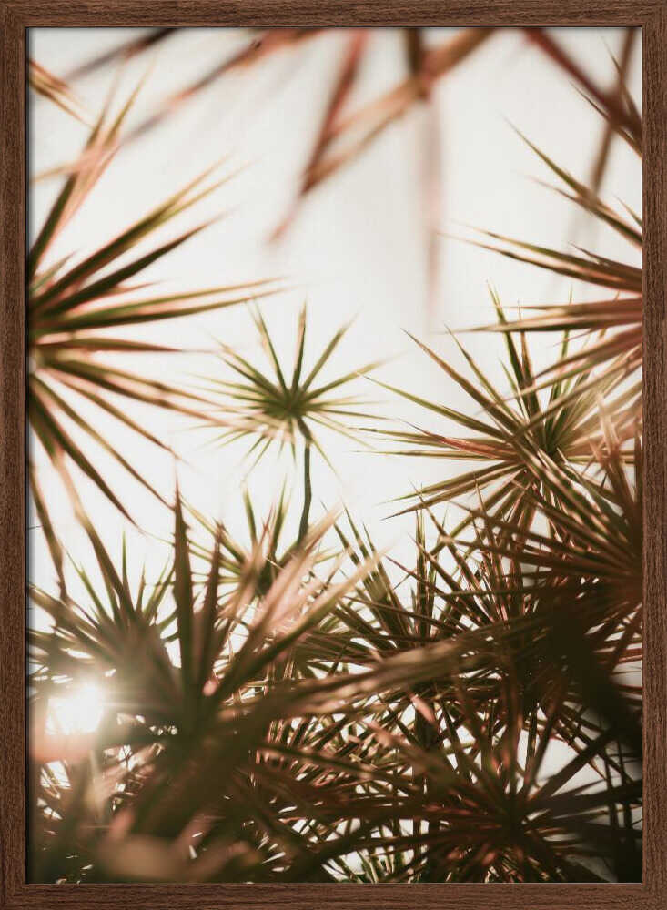 Abstract Beauty Of Spiky Plant