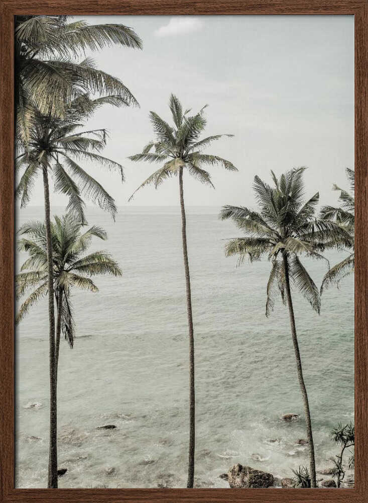 Tropical Dreams