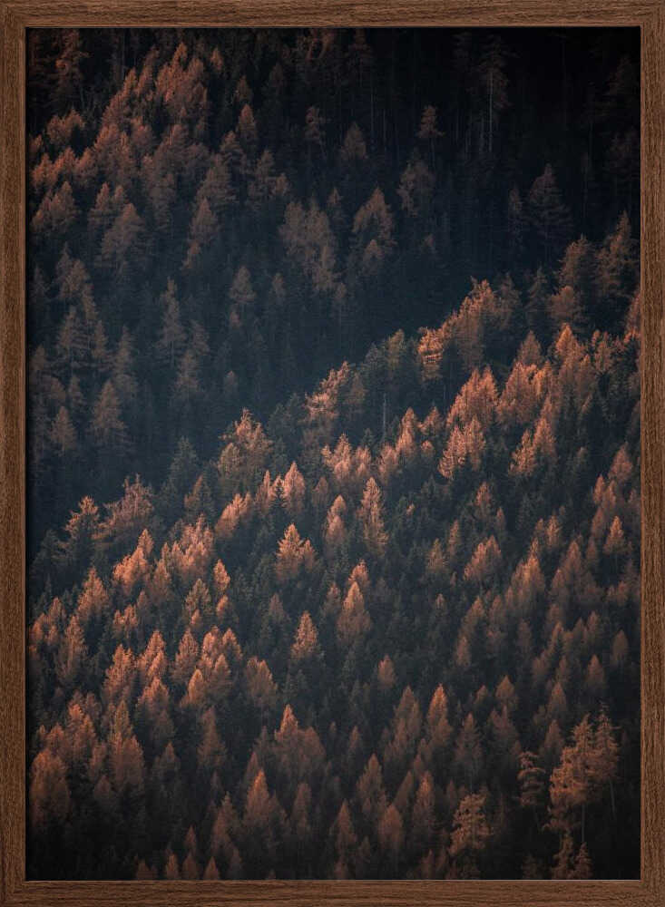 Höstskogen