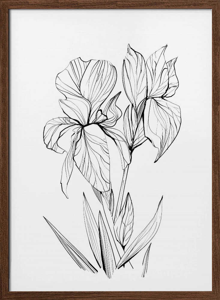 Irises