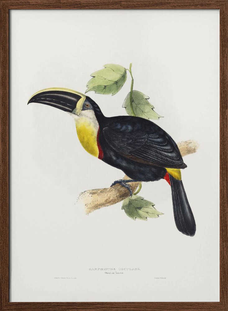 Osculant Toucan