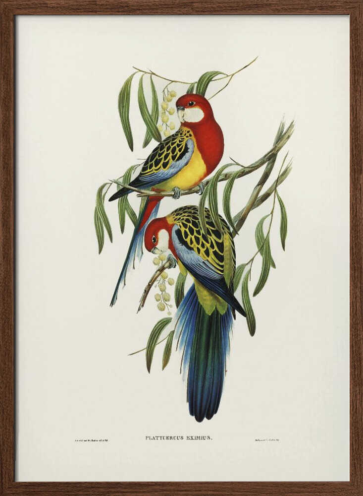 Rose Hill Parakeet