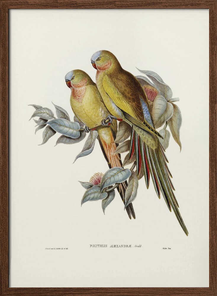 The Princess of Wales's Parakeet3