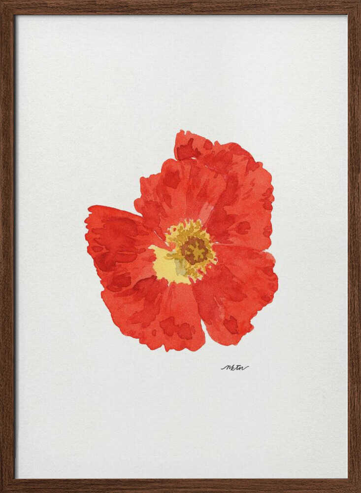 Single Red Poppy