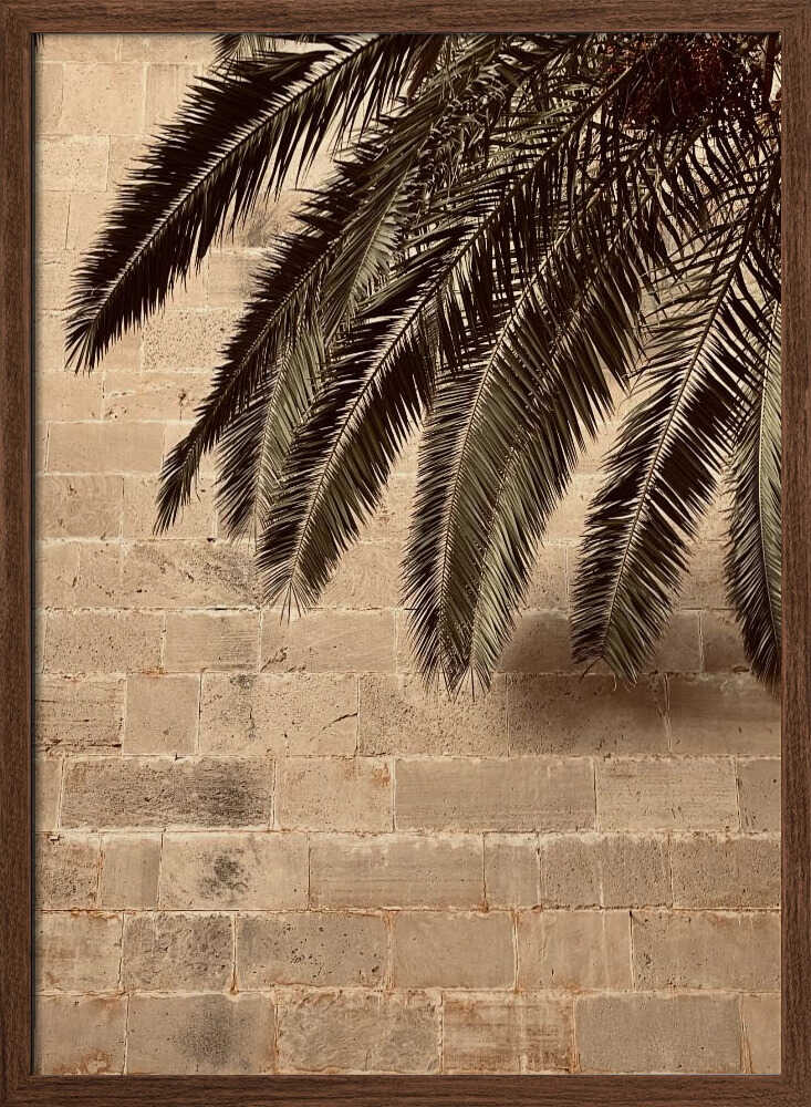 Palm Shadow on Stone