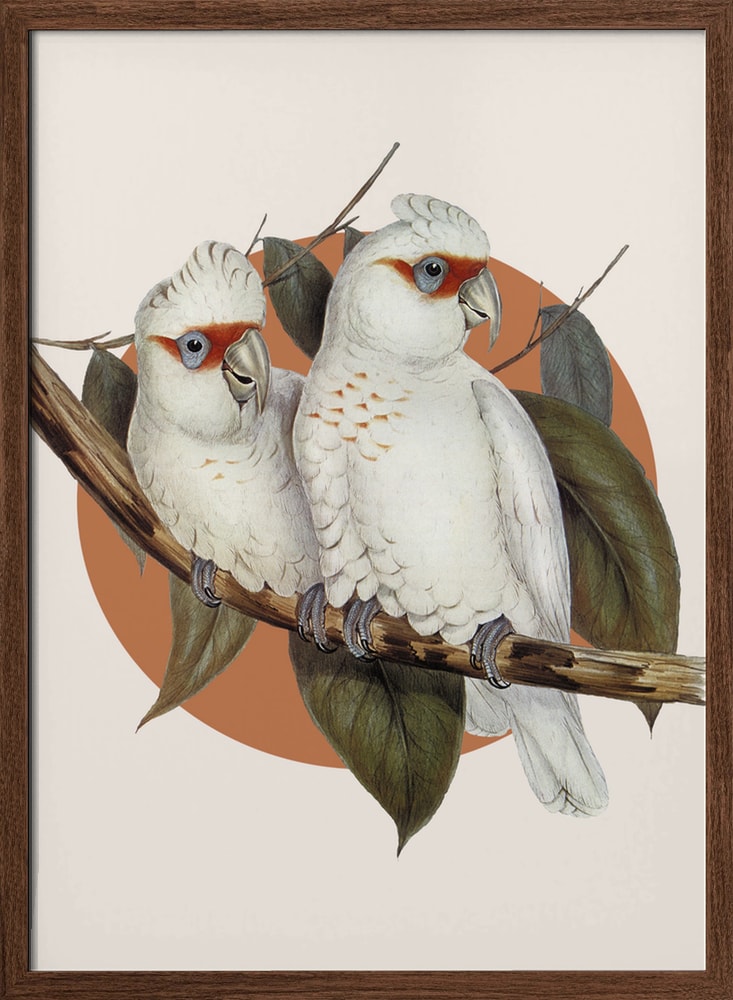 Tropical Cockatoo Pair