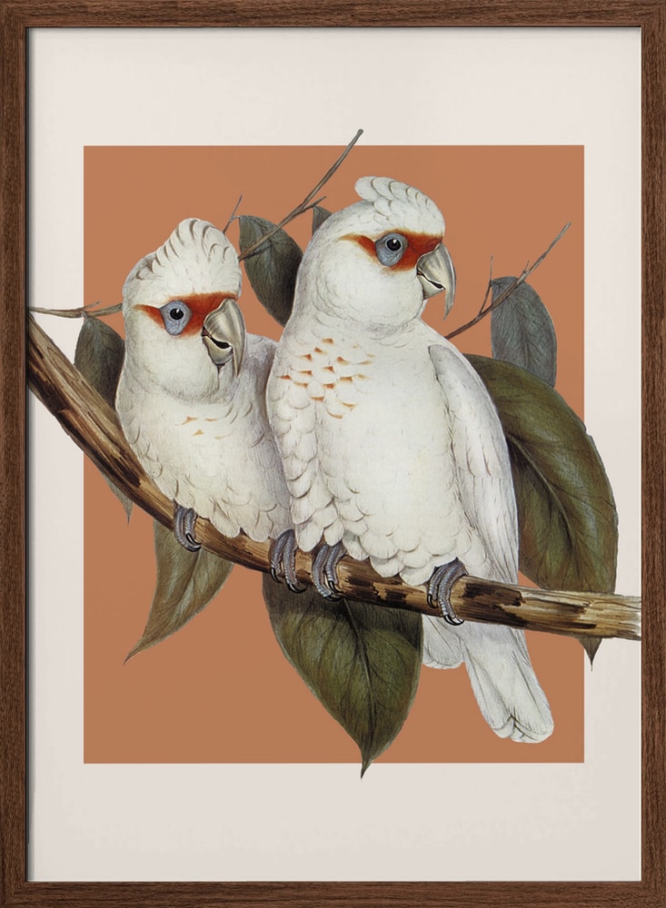 Two White Cockatoos