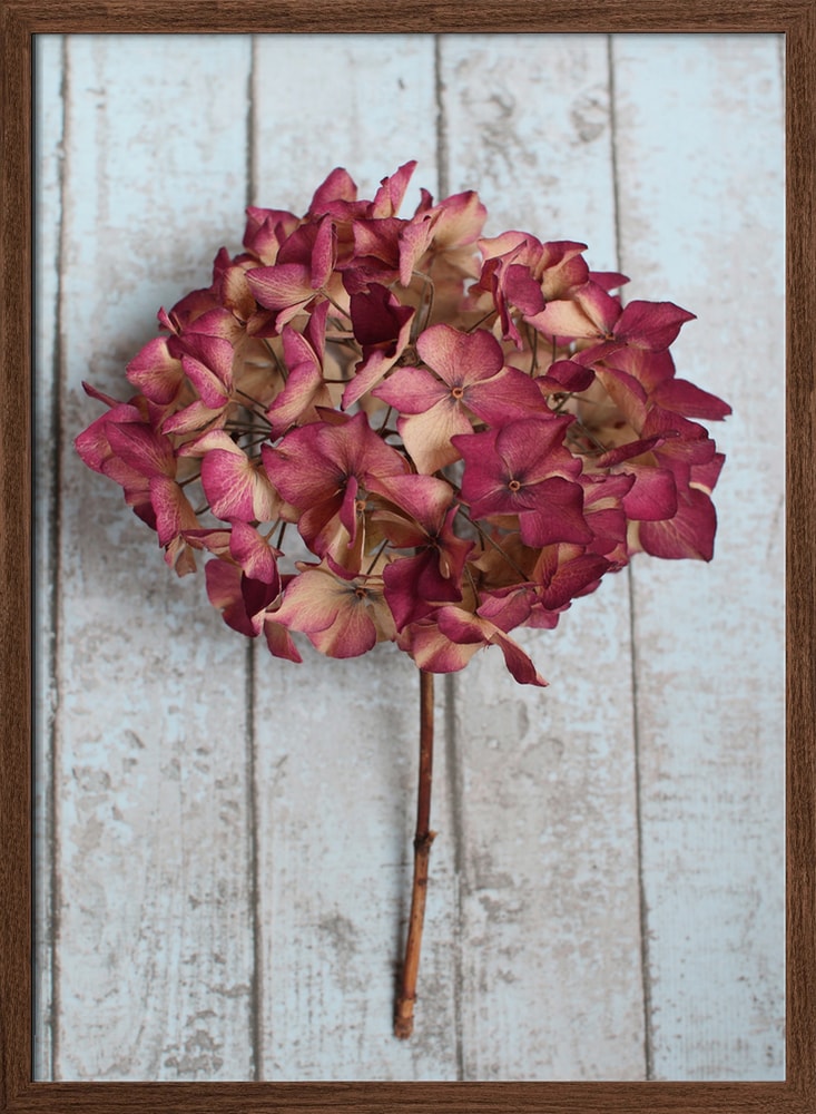 Rustic Dried Hydrangea