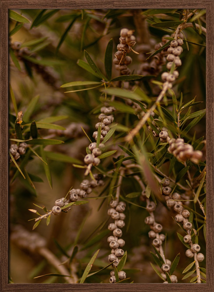 Botanical Green Pods