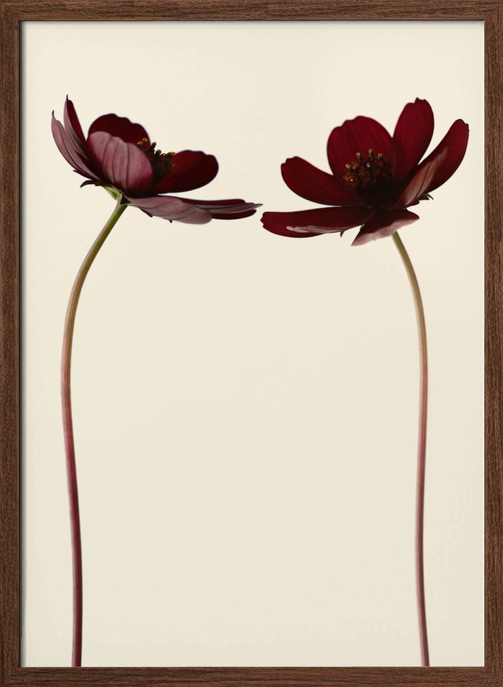 Two Dark Cosmos
