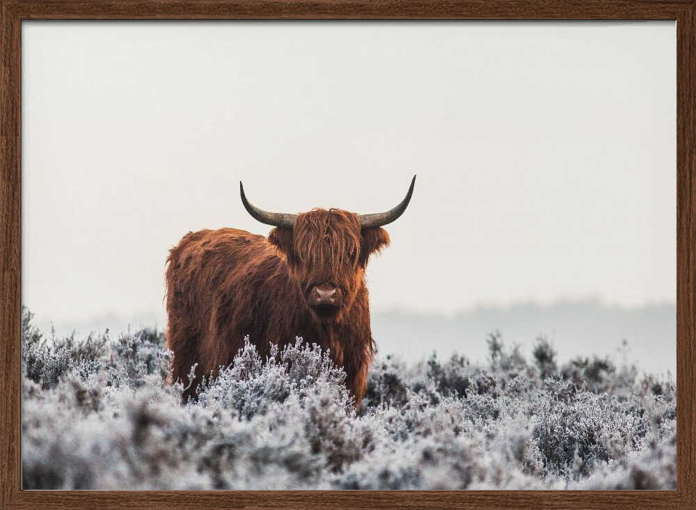 Highland cow i frostigt landskap