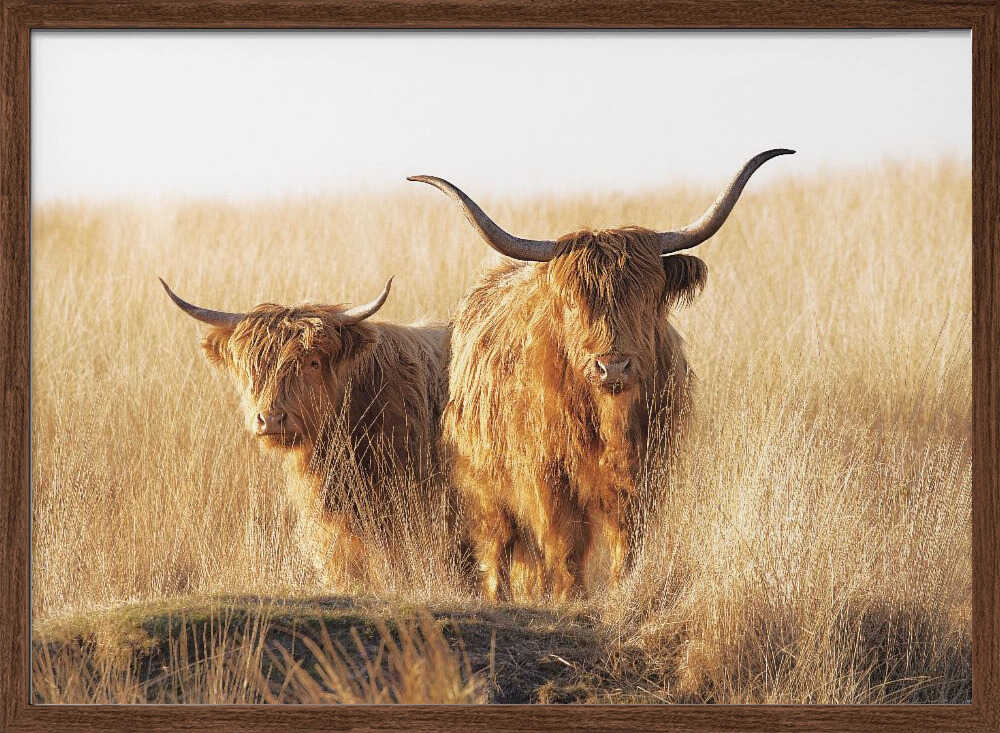 Young and old Highlander