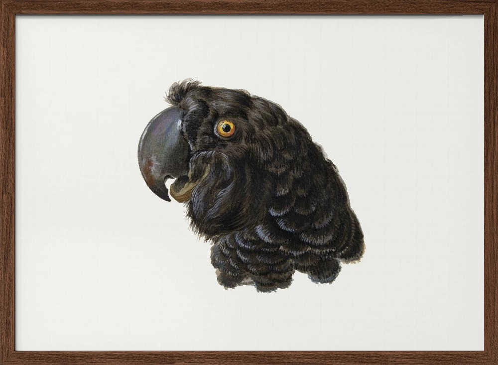 Cockatoo