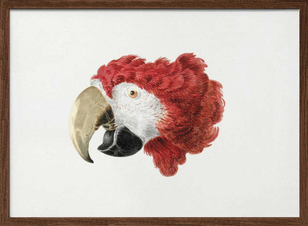 Macaw