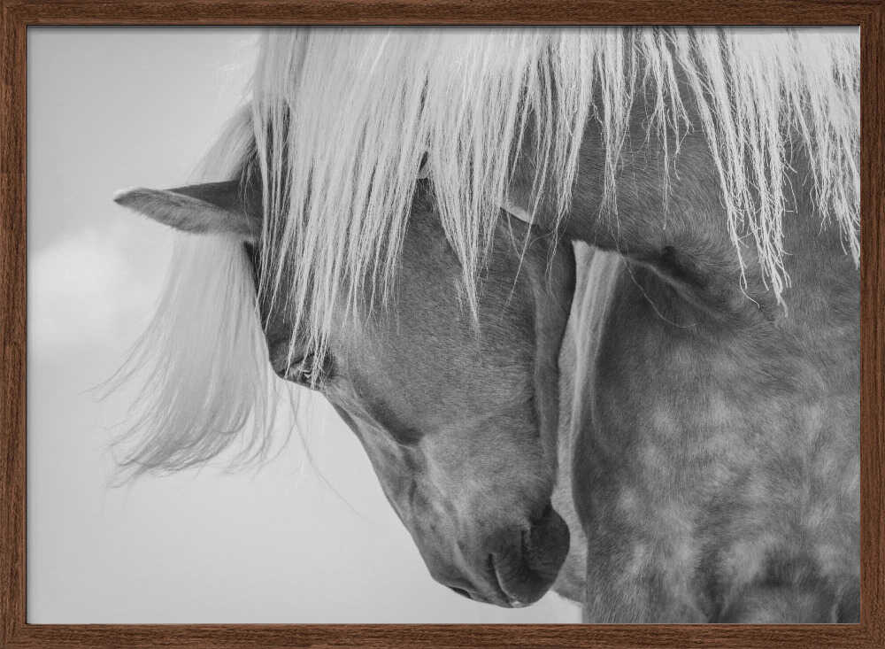 Haflinger Portrait II