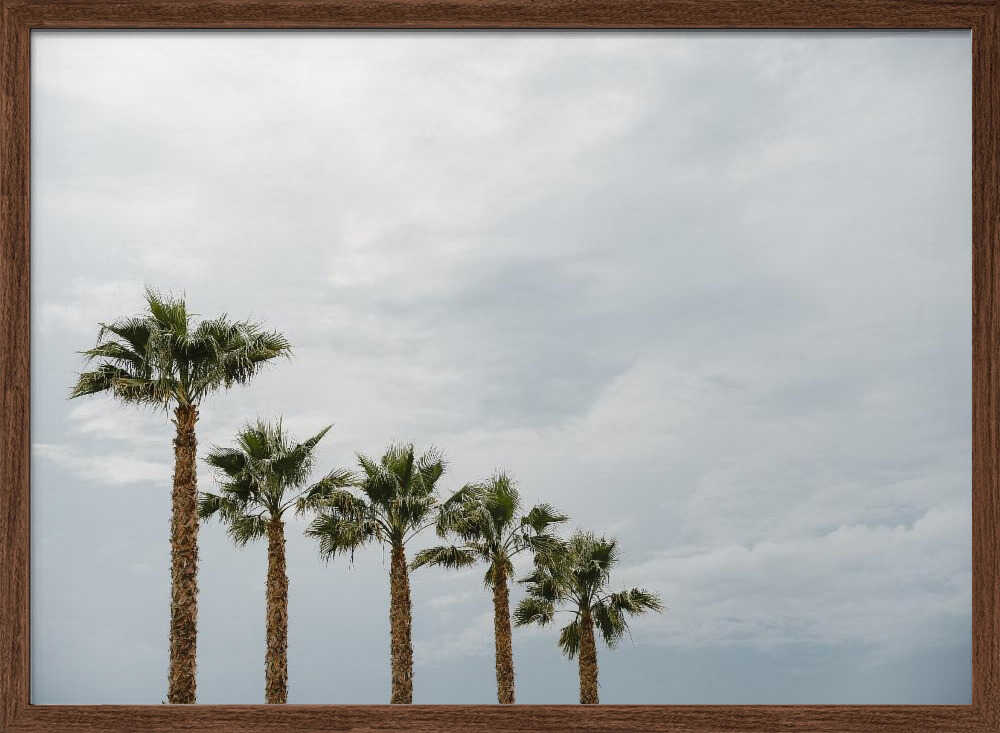 Palm Line Under Clouds