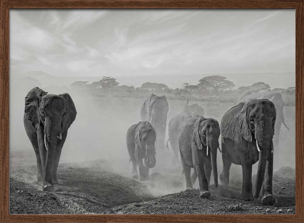 Elephants In Dust