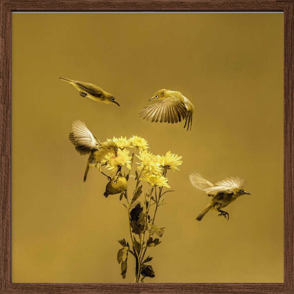 White-eyes Yellow Flower Dance