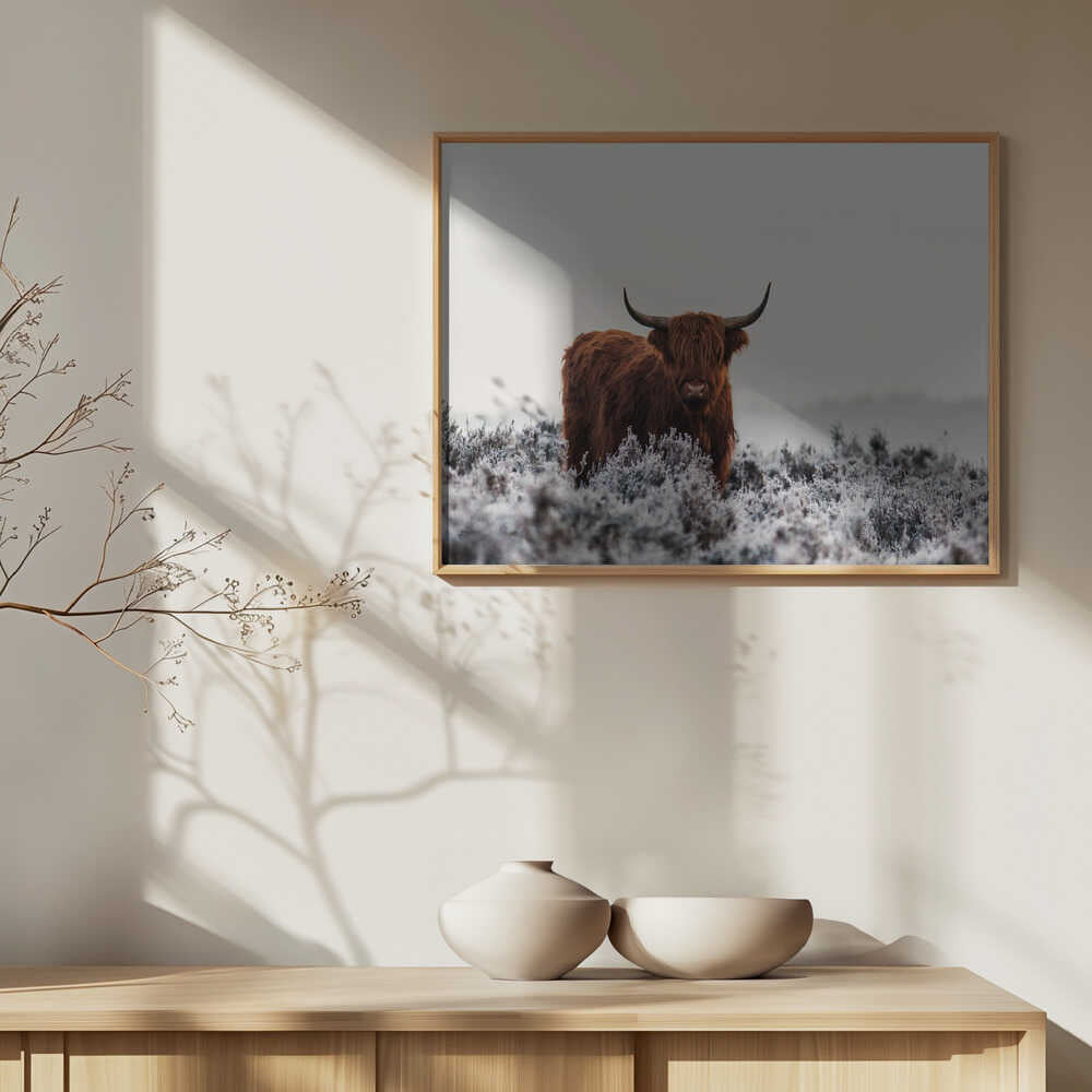 Highland cow i frostigt landskap