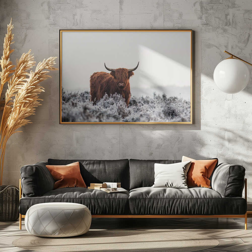 Highland cow i frostigt landskap
