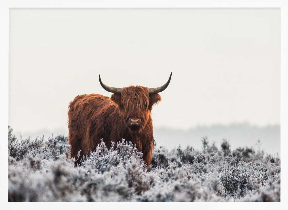 Highland cow i frostigt landskap
