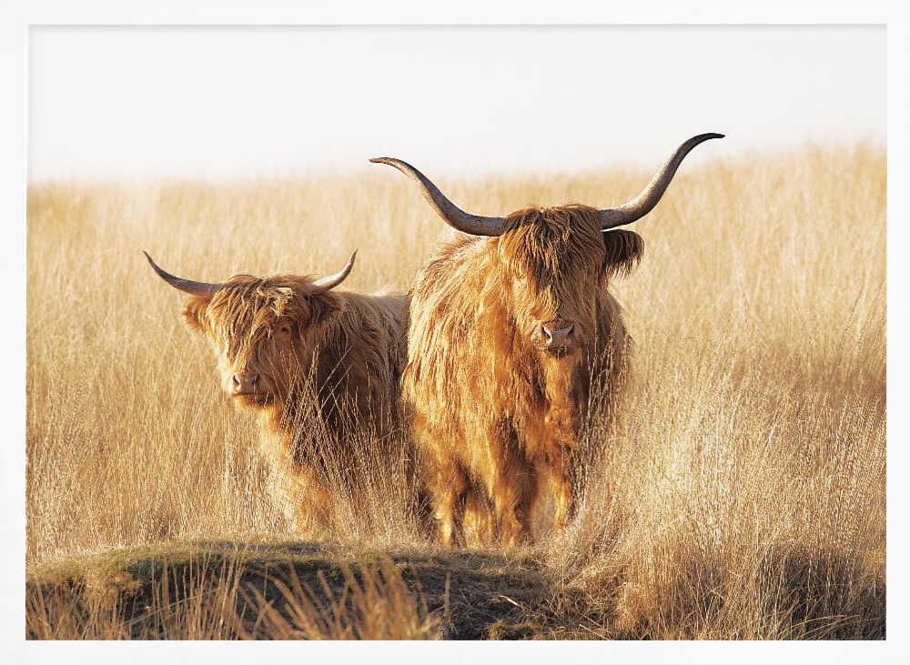 Young and old Highlander