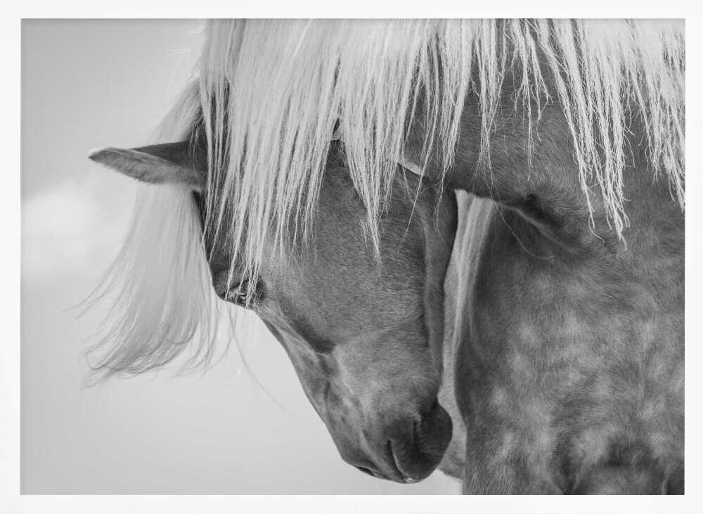 Haflinger Portrait II