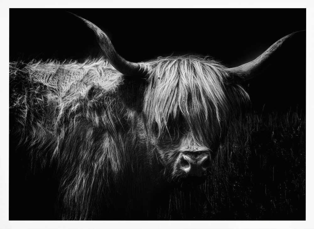 Highland Cow Porträtt