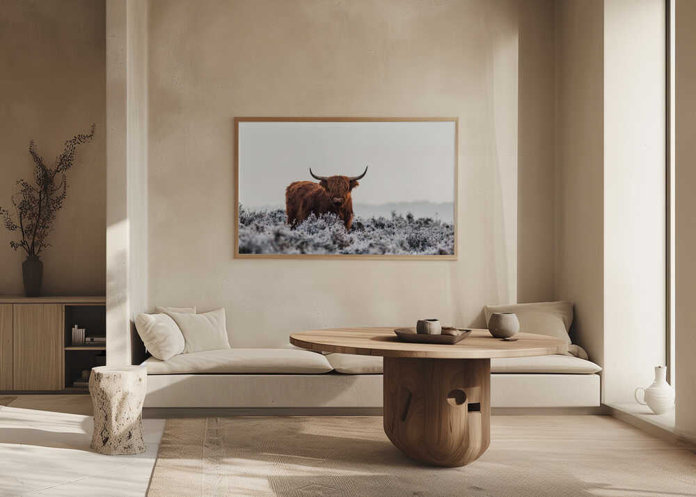 Highland cow i frostigt landskap