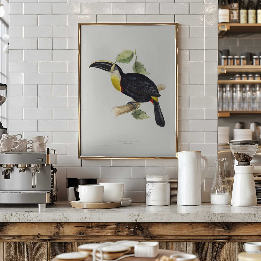 Osculant Toucan
