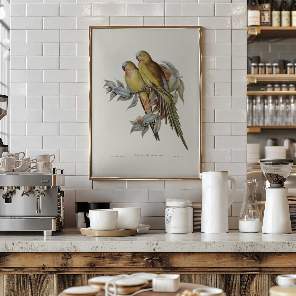 The Princess of Wales's Parakeet3