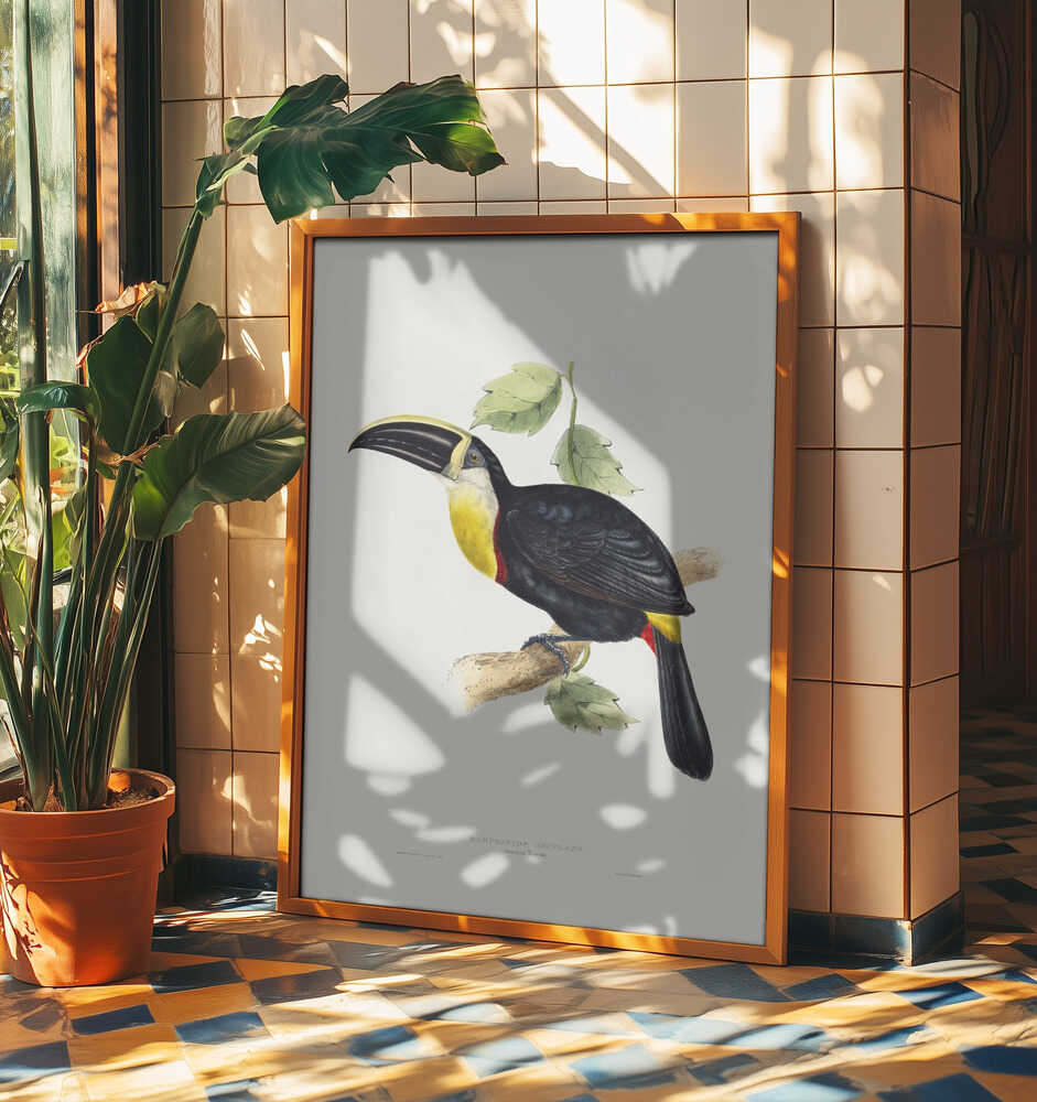 Osculant Toucan