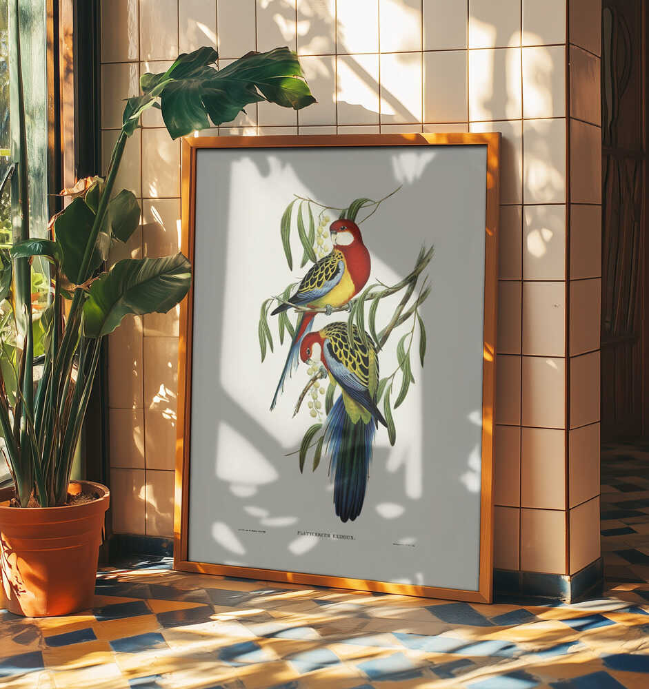 Rose Hill Parakeet