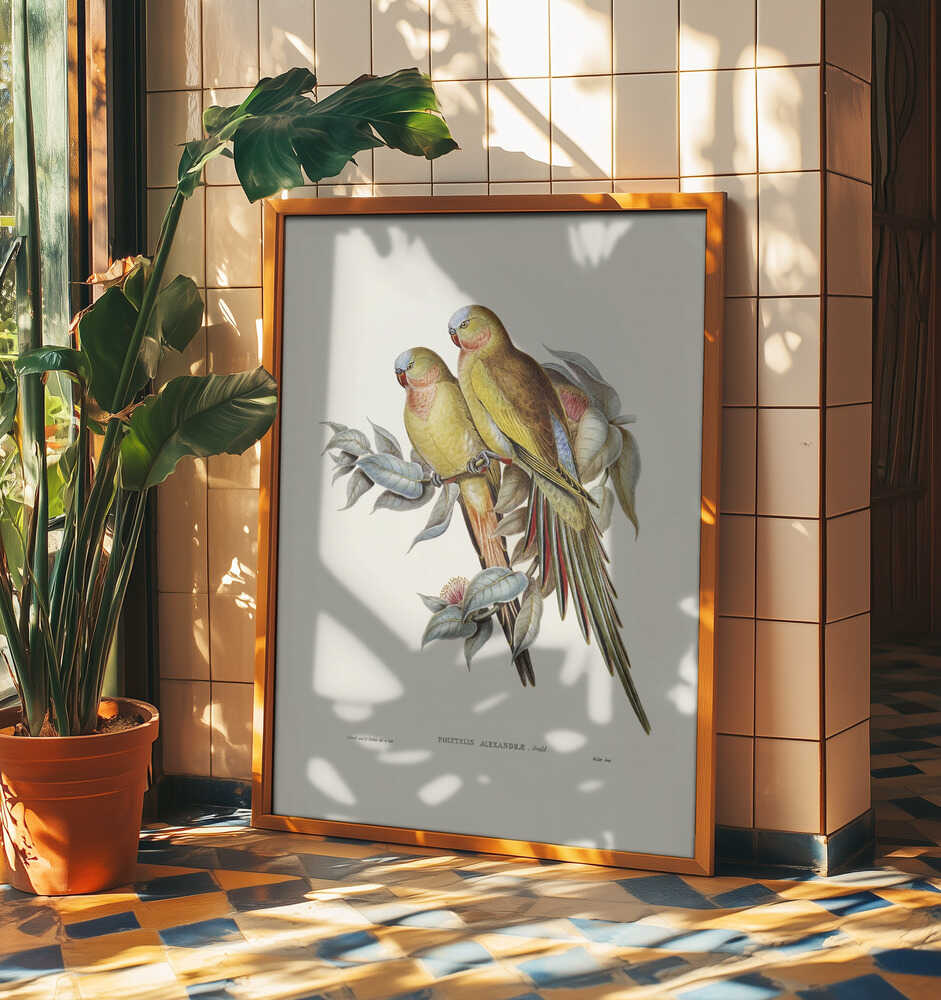 The Princess of Wales's Parakeet3